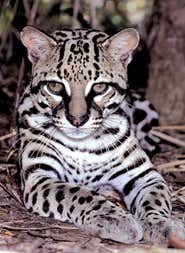 'Fur fingerprints' to tackle illegal trade