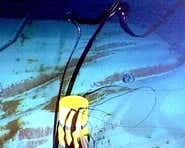 Oil oozing from holes in sunken tanker Prestige