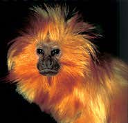 Red alert over rare species