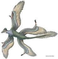 The four-winged dinosaur lived 130 million years ago (Artist's impression: Portia Sloan)