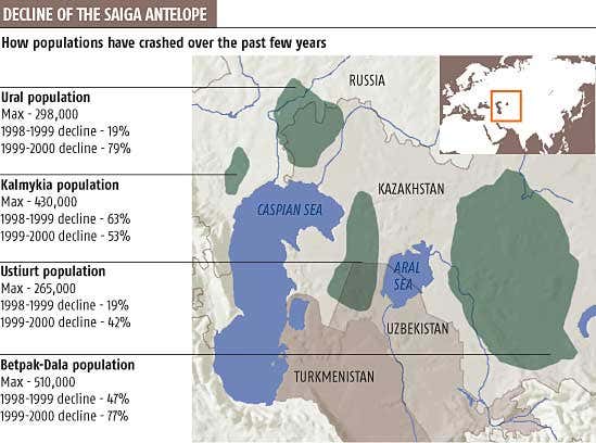 Decline of the saiga antelope