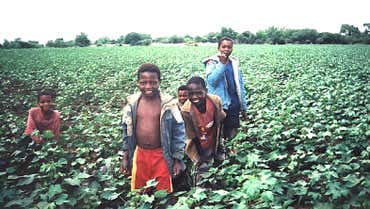 KwaZulu farmers boosted by GM cotton