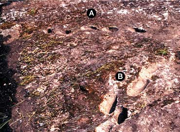 New Scientist. Science news and long reads from expert journalists, covering developments in science, technology, health and the environment on the website and the magazine.