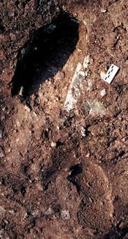 The footprints are just 20 centimetres long