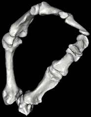 New Scientist. Science news and long reads from expert journalists, covering developments in science, technology, health and the environment on the website and the magazine.