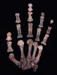 Entire Neanderthal hands have been reconstructed