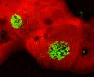 New Scientist. Science news and long reads from expert journalists, covering developments in science, technology, health and the environment on the website and the magazine.