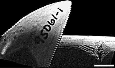 New Scientist. Science news and long reads from expert journalists, covering developments in science, technology, health and the environment on the website and the magazine.