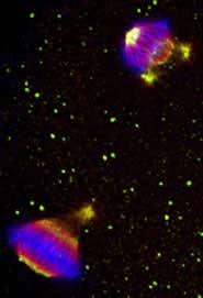 New Scientist. Science news and long reads from expert journalists, covering developments in science, technology, health and the environment on the website and the magazine.