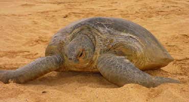 Turtles' epic ocean voyages guided by smell