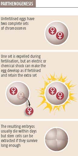 'Virgin birth' method promises ethical stem cells