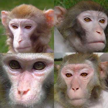 Old age's mental slowdown may be reversible