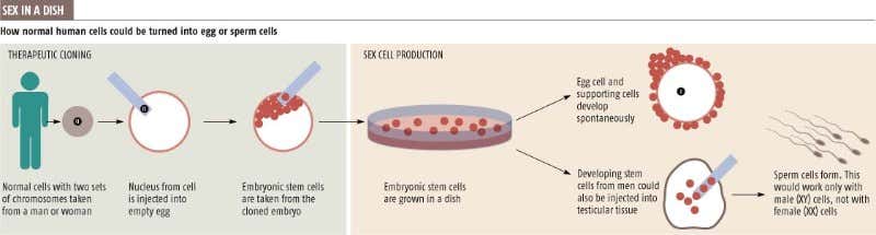 Stem cells can become 'normal sperm'