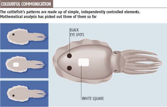 Mathematics reveals the cuttlefish's wink