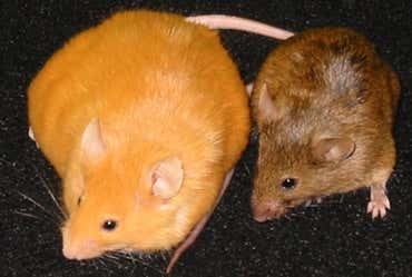 New Scientist. Science news and long reads from expert journalists, covering developments in science, technology, health and the environment on the website and the magazine.