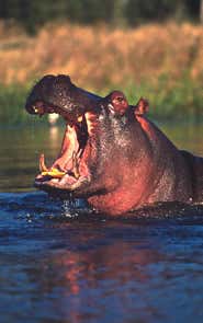 Poaching causes hippo population crash