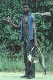 Hopes for sustainable bush meat hunting