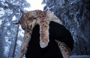 Hundreds of Lynx and other wild predators are killed in Sweden each year 