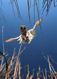 Gorilla's glare takes top wildlife image award