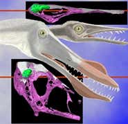 X-rays reveal pterosaurs' aerial expertise