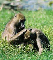 Sociable baboons make better mums