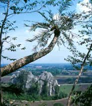 Red List of threatened species tops 12,000