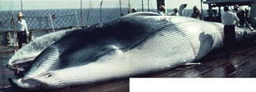 New whale species found in museum