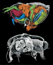 New Scientist. Science news and long reads from expert journalists, covering developments in science, technology, health and the environment on the website and the magazine.