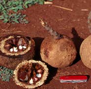 Brazil nut harvests heading for crash