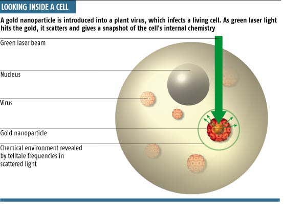 Nanotech spy eyes life inside the cell