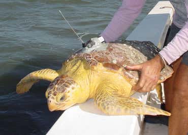 Half of endangered turtles snared each year