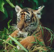 With 400 to 500 tigers left, there are doubts whether the population will survive 