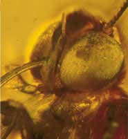 The detail seen is comparable to looking at a modern butterfly under a microscope