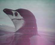 Penguin cameras reveal dive buddies