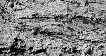 New Scientist. Science news and long reads from expert journalists, covering developments in science, technology, health and the environment on the website and the magazine.