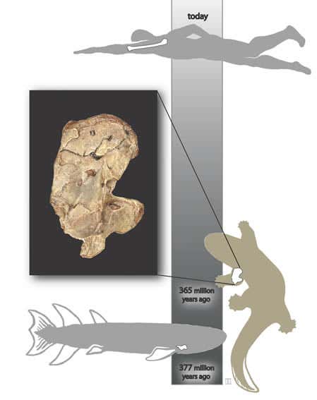 Primitive fossil arm performed push-ups