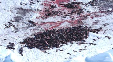 Massive Canadian seal hunt draws protests