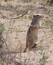 Gerbil population boom predicts plague