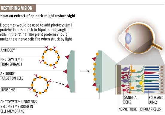 Spinach pigments proposed as blindness cure