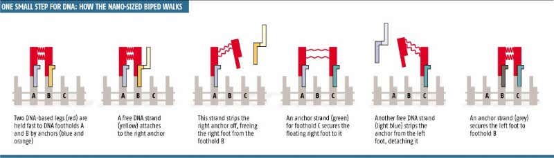 DNA robot takes its first steps