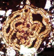 New Scientist. Science news and long reads from expert journalists, covering developments in science, technology, health and the environment on the website and the magazine.