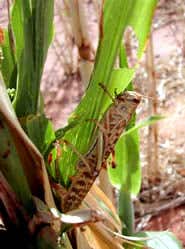 Rising damp delays speed record attempt
