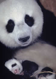 Big jump in giant panda numbers revealed