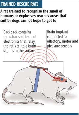 Rats' brain waves could find trapped people