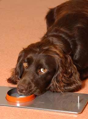 Dogs trained to sniff out bladder cancer