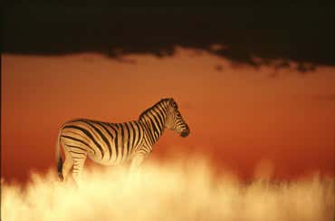 The zebra stopped for only a moment against the sky