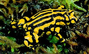 New Scientist. Science news and long reads from expert journalists, covering developments in science, technology, health and the environment on the website and the magazine.