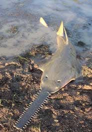 Rise in threatened species is accelerating