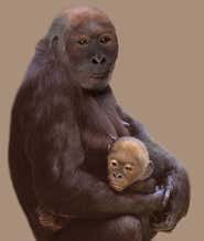 Not all great apes were swingers