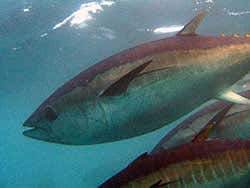 Tuna keep their whole bodies warm, giving them a visual edge